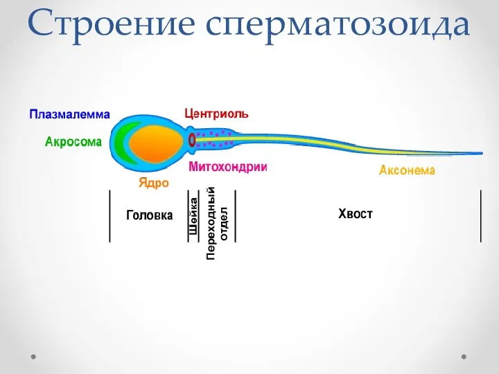 Строение сперматозоида