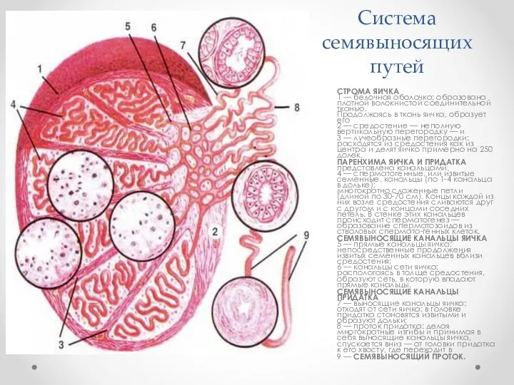 Система семявыносящих путей CTPOMA ЯИЧКА 1 — белочная оболочка: образована плотной
