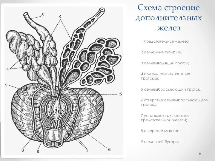 Схема строение дополнительных желез 1 предстательная железа; 2 семенные пузырьки; 3