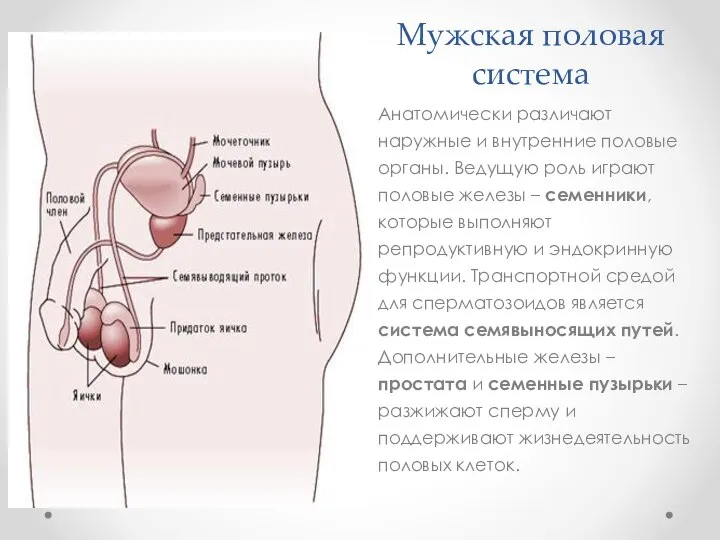 Мужская половая система Анатомически различают наружные и внутренние половые органы. Ведущую