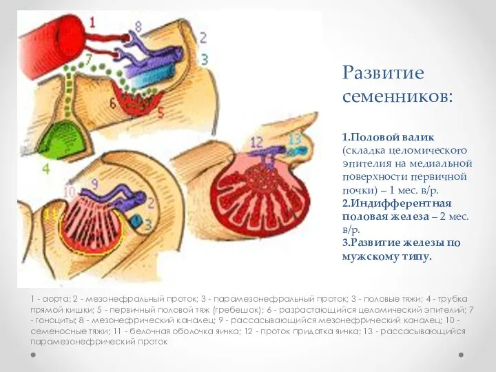 Развитие семенников: 1.Половой валик (складка целомического эпителия на медиальной поверхности первичной