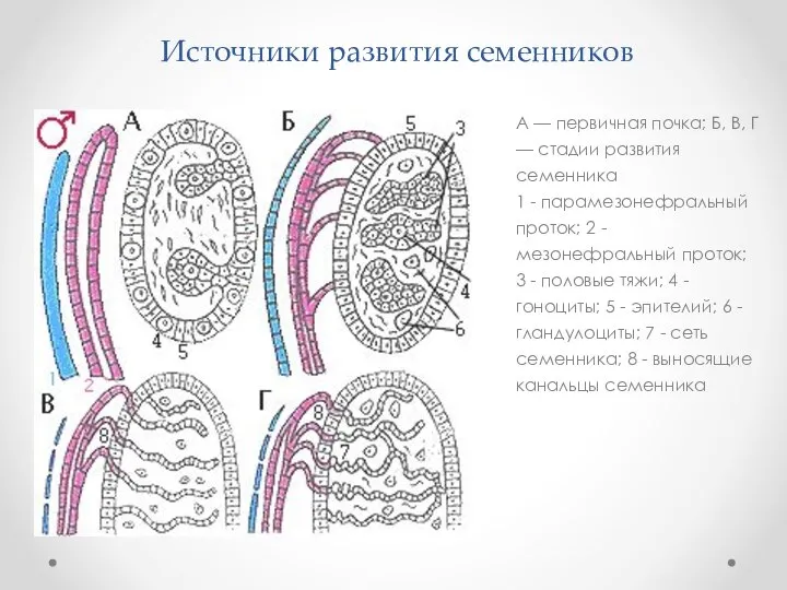 Источники развития семенников А — первичная почка; Б, В, Г —