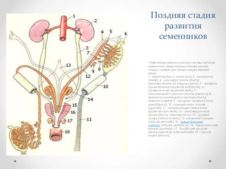 Поздняя стадия развития семенников Развитие внутренних мужских половых органов. Левое яичко