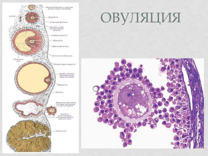 ОВУЛЯЦИЯ