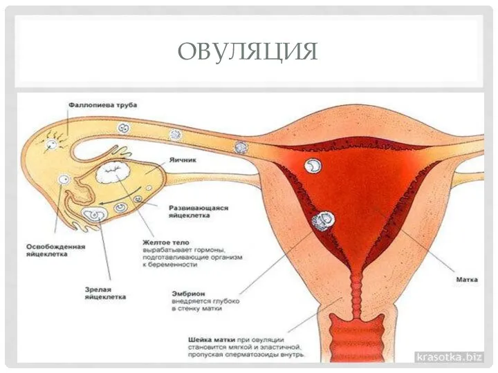 ОВУЛЯЦИЯ