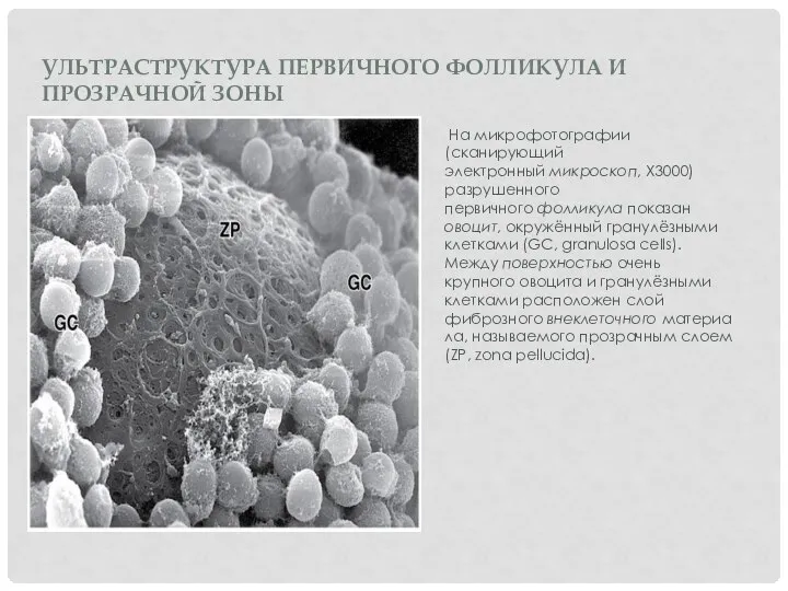 На микрофотографии (сканирующий электронный микроскоп, X3000) разрушенного первичного фолликула показан овоцит,