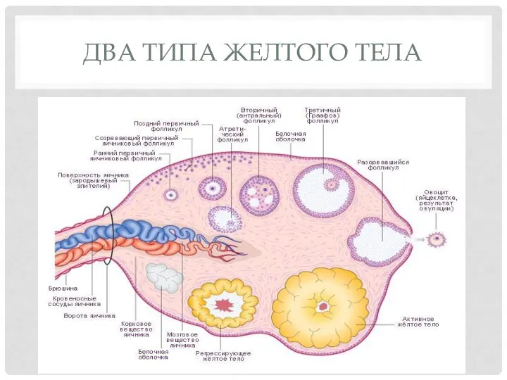 ДВА ТИПА ЖЕЛТОГО ТЕЛА