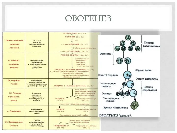 ОВОГЕНЕЗ