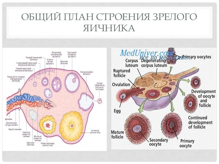 ОБЩИЙ ПЛАН СТРОЕНИЯ ЗРЕЛОГО ЯИЧНИКА