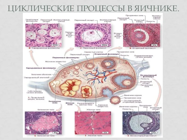 ЦИКЛИЧЕСКИЕ ПРОЦЕССЫ В ЯИЧНИКЕ.