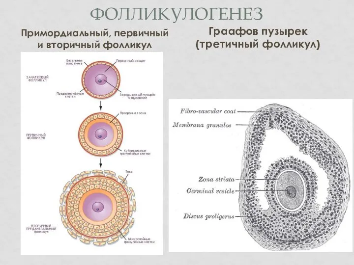 ФОЛЛИКУЛОГЕНЕЗ Примордиальный, первичный и вторичный фолликул Граафов пузырек (третичный фолликул)