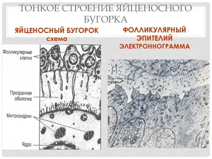 ТОНКОЕ СТРОЕНИЕ ЯЙЦЕНОСНОГО БУГОРКА ЯЙЦЕНОСНЫЙ БУГОРОК схема ФОЛЛИКУЛЯРНЫЙ ЭПИТЕЛИЙ ЭЛЕКТРОННОГРАММА