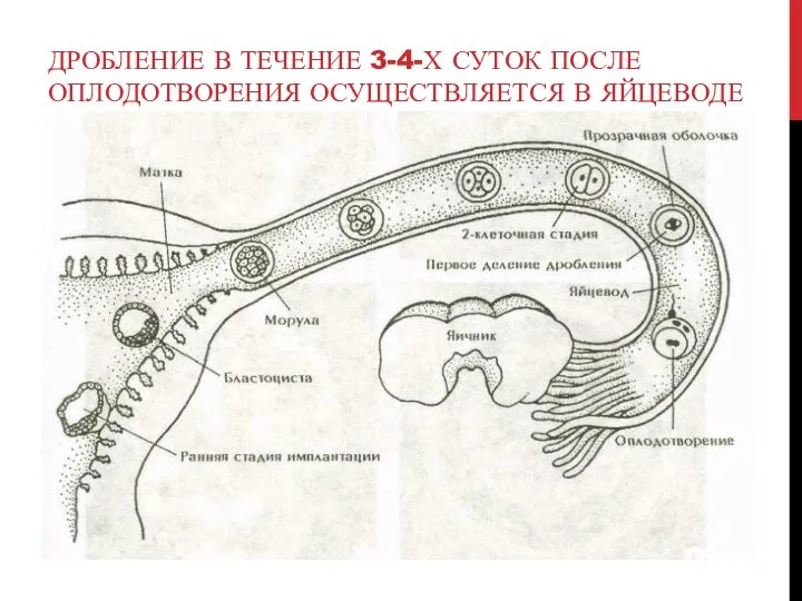 ДРОБЛЕНИЕ В ТЕЧЕНИЕ 3-4-Х СУТОК ПОСЛЕ ОПЛОДОТВОРЕНИЯ ОСУЩЕСТВЛЯЕТСЯ В ЯЙЦЕВОДЕ