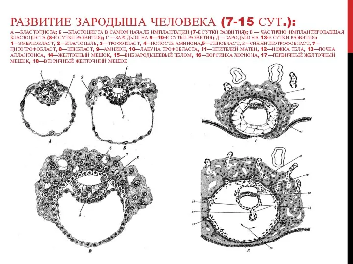 РАЗВИТИЕ ЗАРОДЫША ЧЕЛОВЕКА (7-15 СУТ.): А —БЛАСТОЦИСТА; Б —БЛАСТОЦИСТА В САМОМ