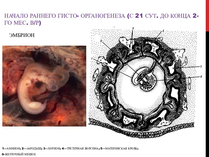 НАЧАЛО РАННЕГО ГИСТО- ОРГАНОГЕНЕЗА (С 21 СУТ. ДО КОНЦА 2-ГО МЕС.