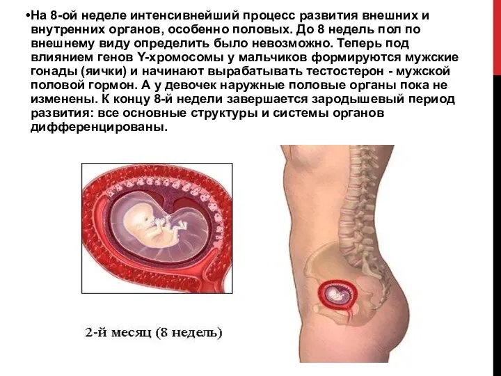 На 8-ой неделе интенсивнейший процесс развития внешних и внутренних органов, особенно