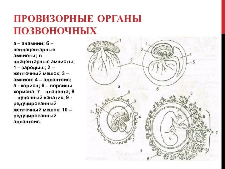 а – анамнии; б – неплацентарные амниоты; в – плацентарные амниоты;