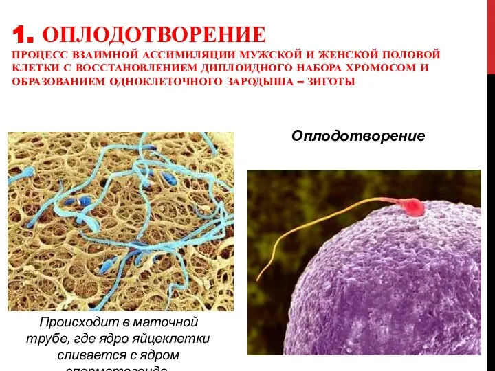 1. ОПЛОДОТВОРЕНИЕ ПРОЦЕСС ВЗАИМНОЙ АССИМИЛЯЦИИ МУЖСКОЙ И ЖЕНСКОЙ ПОЛОВОЙ КЛЕТКИ С