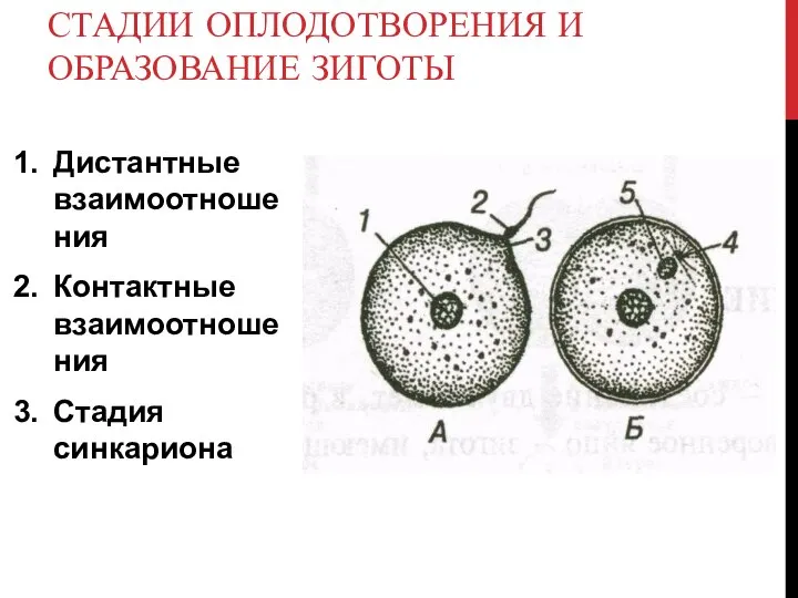 Дистантные взаимоотношения Контактные взаимоотношения Стадия синкариона СТАДИИ ОПЛОДОТВОРЕНИЯ И ОБРАЗОВАНИЕ ЗИГОТЫ