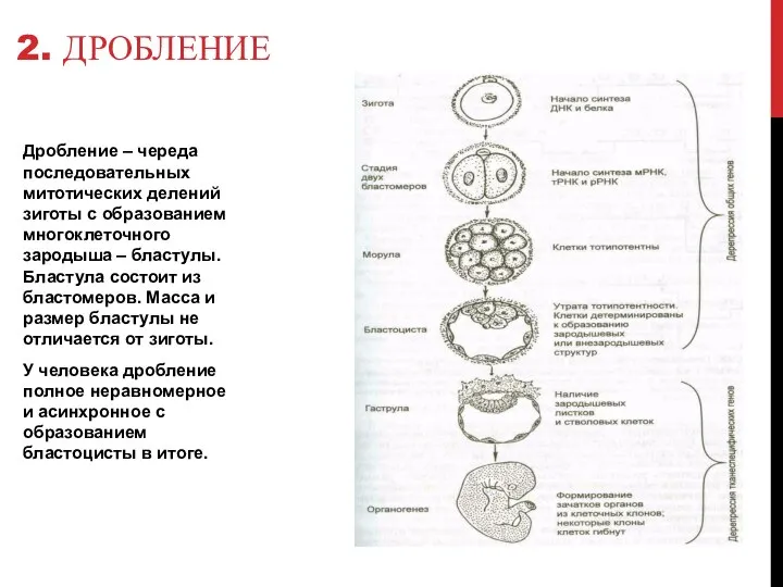 Дробление – череда последовательных митотических делений зиготы с образованием многоклеточного зародыша