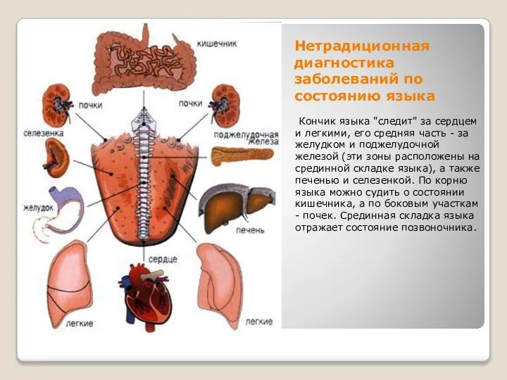 Нетрадиционная диагностика заболеваний по состоянию языка Кончик языка "следит" за сердцем