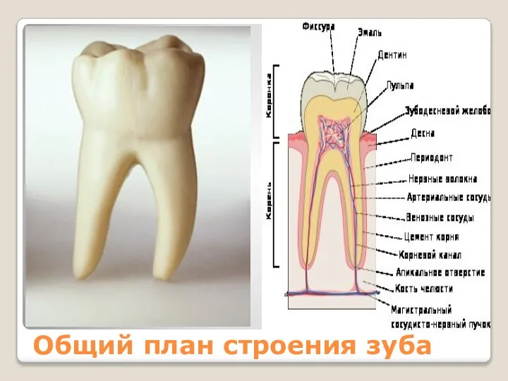 Общий план строения зуба