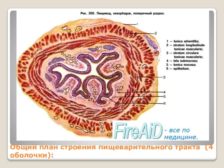 Общий план строения пищеварительного тракта (4 оболочки):