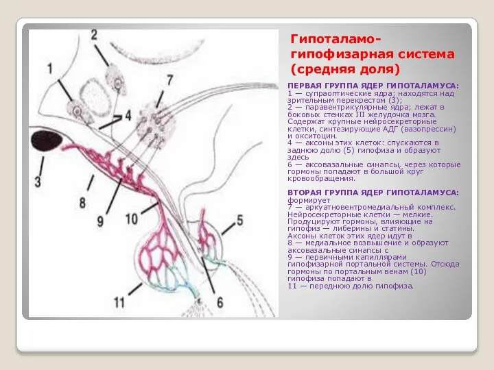 Гипоталамо-гипофизарная система (средняя доля) ПЕРВАЯ ГРУППА ЯДЕР ГИПОТАЛАМУСА: 1 — супраоптические