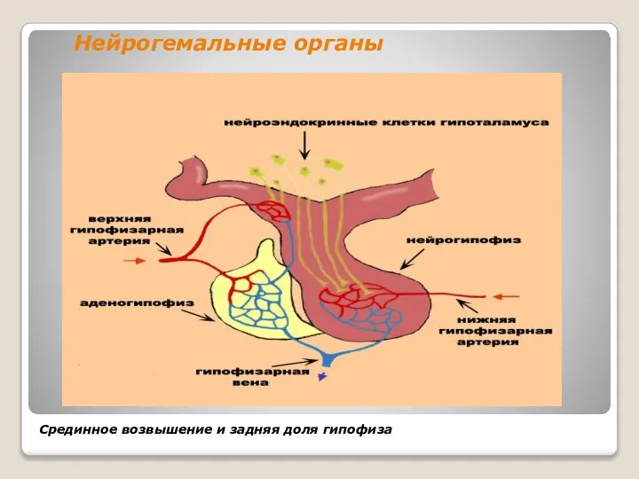 Нейрогемальные органы Срединное возвышение и задняя доля гипофиза