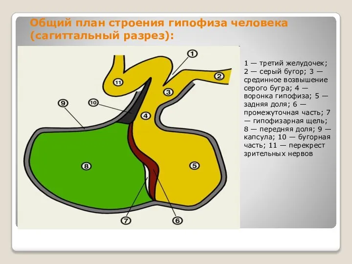 Общий план строения гипофиза человека (сагиттальный разрез): 1 — третий желудочек;