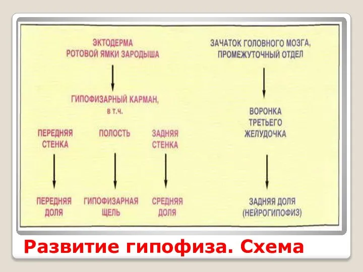 Развитие гипофиза. Схема