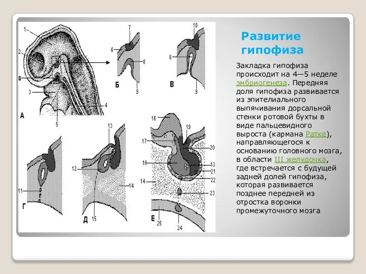 Развитие гипофиза Закладка гипофиза происходит на 4—5 неделе эмбриогенеза. Передняя доля