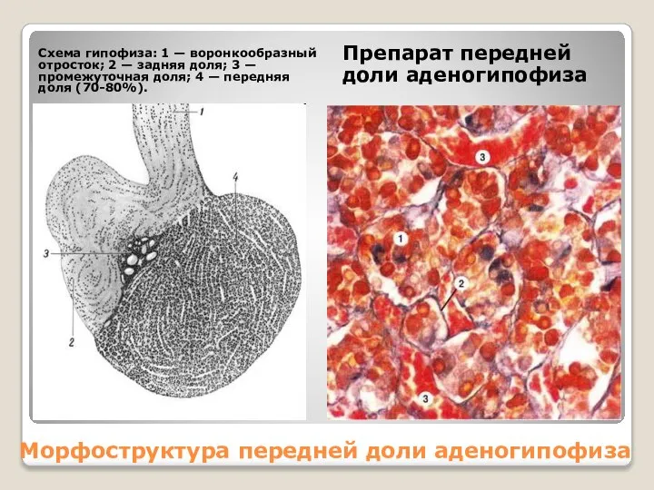 Морфоструктура передней доли аденогипофиза Схема гипофиза: 1 — воронкообразный отросток; 2