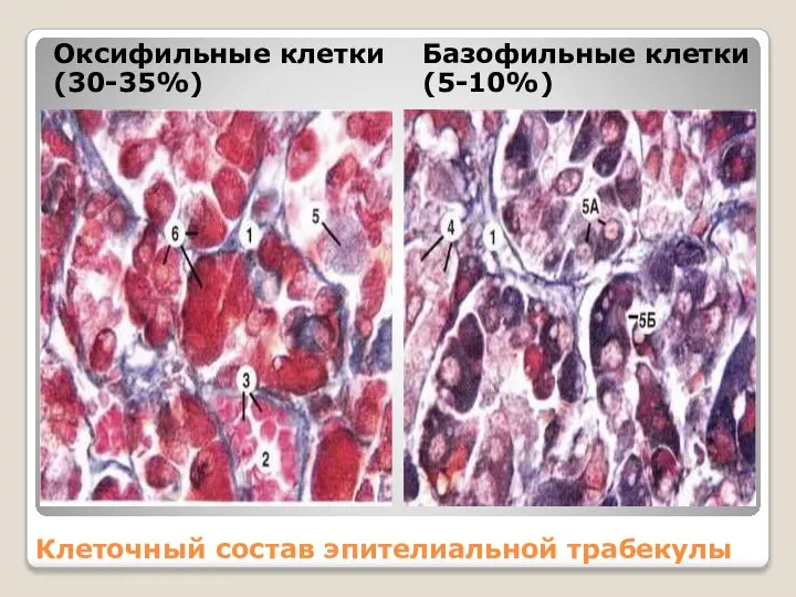 Клеточный состав эпителиальной трабекулы Оксифильные клетки (30-35%) Базофильные клетки(5-10%)