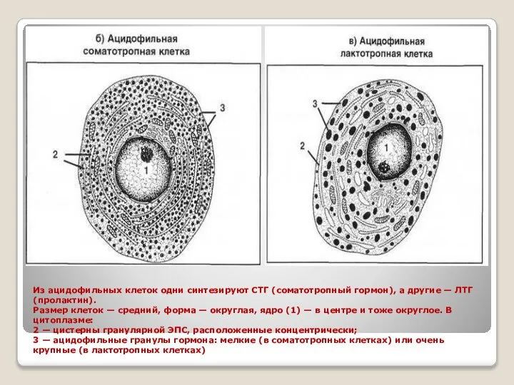 Из ацидофильных клеток одни синтезируют СТГ (соматотропный гормон), а другие —