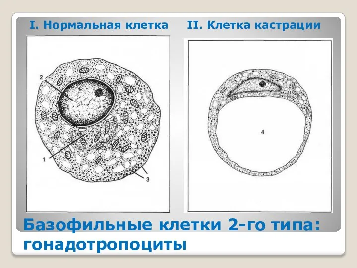 Базофильные клетки 2-го типа: гонадотропоциты I. Нормальная клетка II. Клетка кастрации