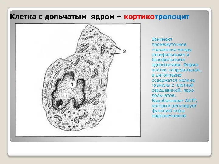 Клетка с дольчатым ядром – кортикотропоцит Занимает промежуточное положение между оксифильными