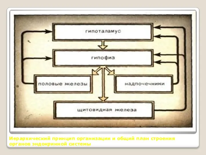 Иерархический принцип организации и общий план строения органов эндокринной системы