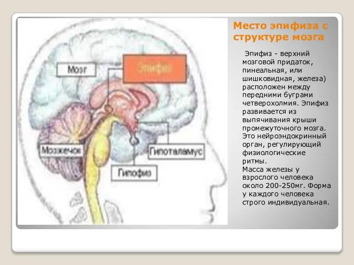 Место эпифиза с структуре мозга Эпифиз - верхний мозговой придаток, пинеальная,