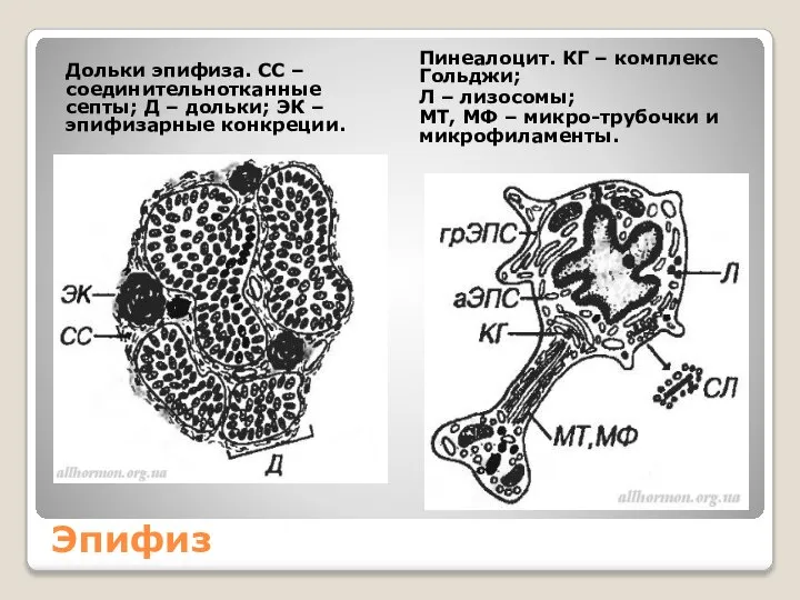 Эпифиз Дольки эпифиза. СС – соединительнотканные септы; Д – дольки; ЭК