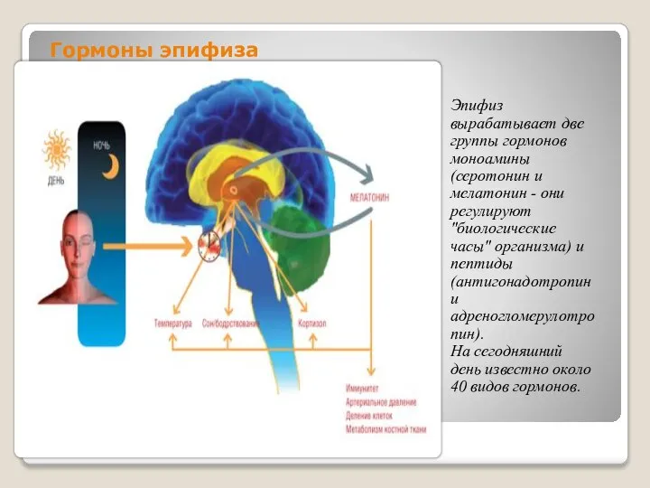 Гормоны эпифиза Эпифиз вырабатывает две группы гормонов моноамины (серотонин и мелатонин