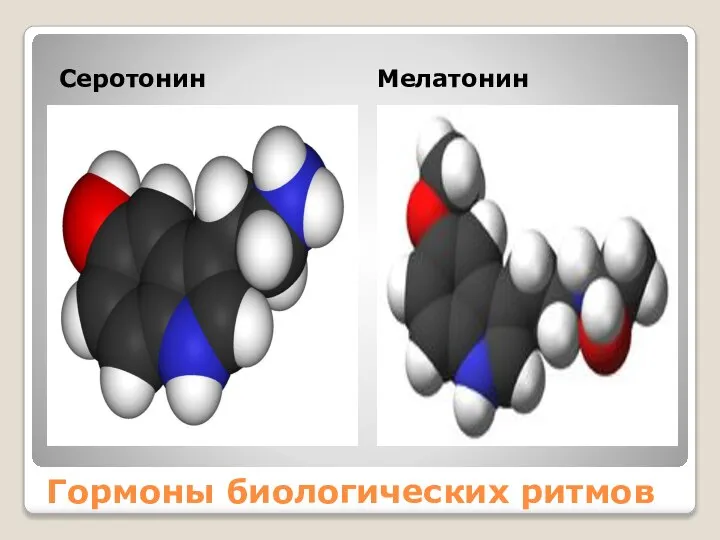 Гормоны биологических ритмов Серотонин Мелатонин