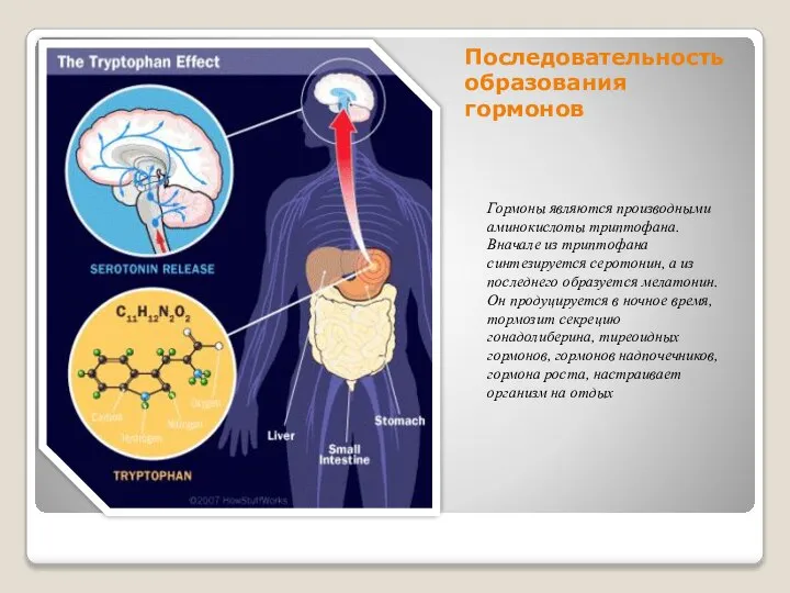 Последовательность образования гормонов Гормоны являются производными аминокислоты триптофана. Вначале из триптофана