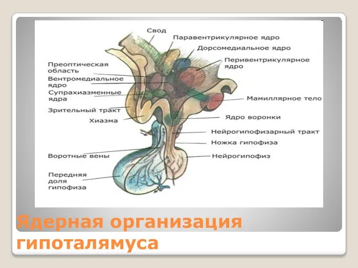 Ядерная организация гипоталямуса