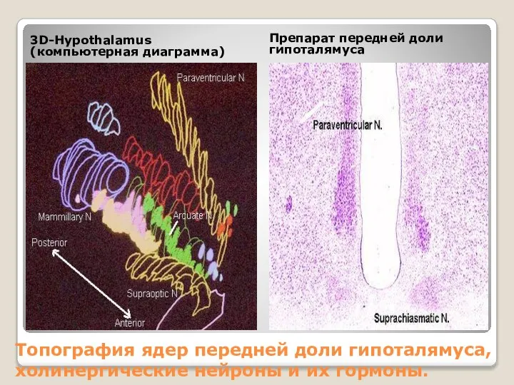 Топография ядер передней доли гипоталямуса, холинергические нейроны и их гормоны. 3D-Hypothalamus