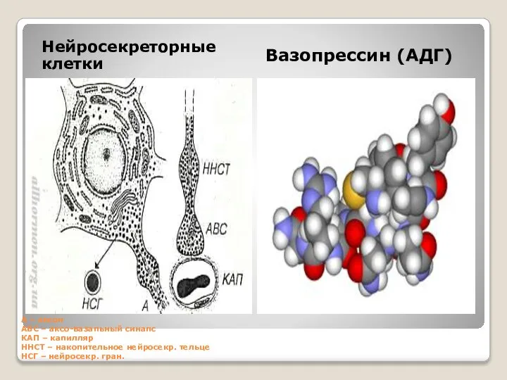 А – аксон ABC – аксо-вазапьный синапс КАП – капилляр ННСТ