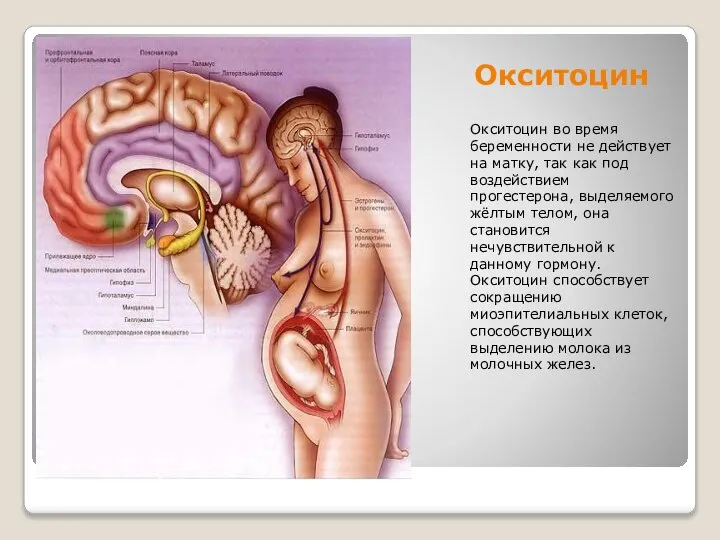 Окситоцин Окситоцин во время беременности не действует на матку, так как