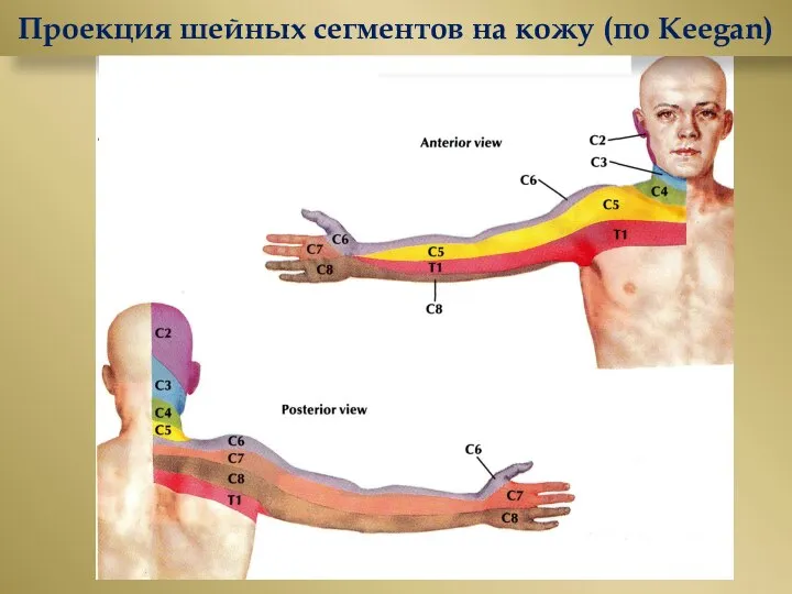 Проекция шейных сегментов на кожу (по Keegan)