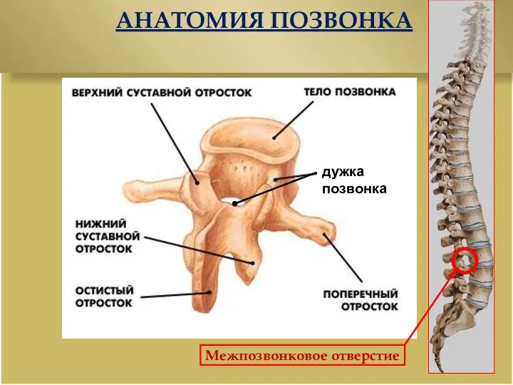 АНАТОМИЯ ПОЗВОНКА дужка позвонка Межпозвонковое отверстие