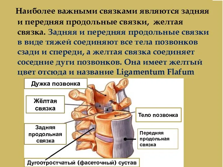 Передняя продольная связка Наиболее важными связками являются задняя и передняя продольные